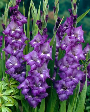 Gladiolus Blue Isle 10 kpl