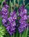 Gladiolus Blue Isle 10 kpl
