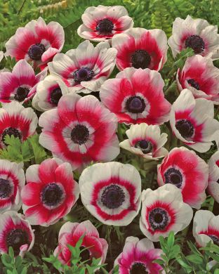 Kruunuvuokko Bicolor 20 kpl