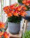 Ruukkulilja Tangerine Joy 10 kpl