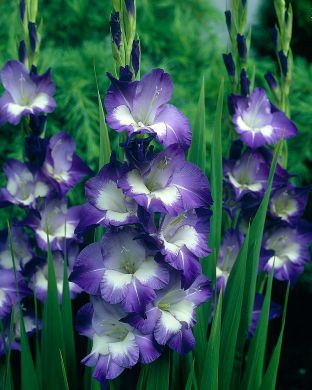 Gladiolus Nori 10 kpl