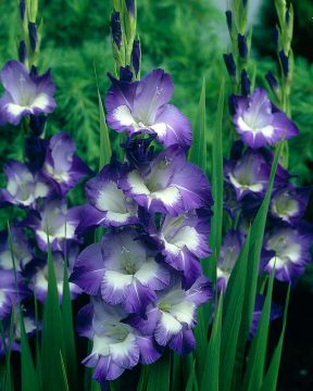 Gladiolus Nori 10 kpl