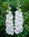 Gladiolus Essential 10 kpl