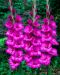 Gladiolus Belvedere 10 kpl