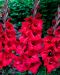 Gladiolus First Blood 10 kpl
