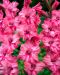 Gladiolus Kingston Ruffle 10 kpl