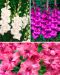 Satumainen-gladioluslajitelma 30 kpl