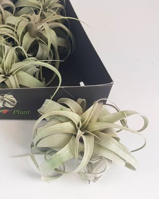 Ilmakasvi silver
