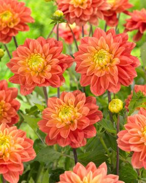 Koristedaalia Tropical Sunset 3 kpl