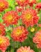 Koristedaalia Tropical Sunset 3 kpl