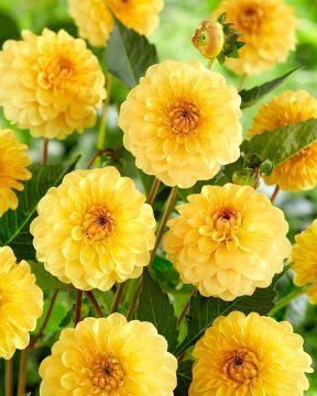 Pompondaalia Golden Scepter