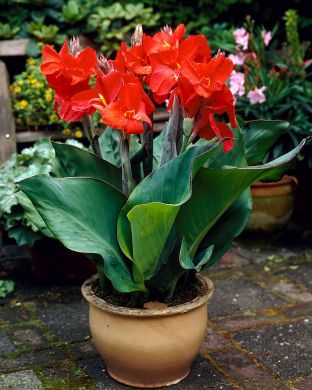 Kanna Red Beauty 3 kpl