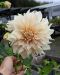 Koristedaalia Cafe au Lait 3 kpl