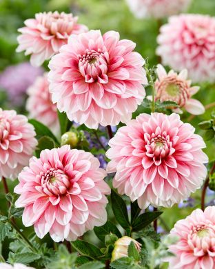 Koristedaalia Strawberry Cream 3