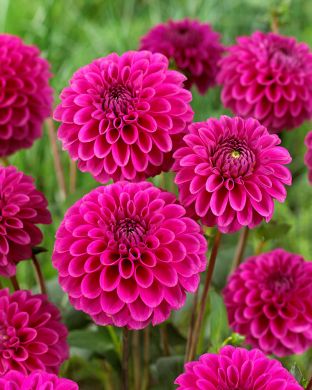 Pallodaalia Purple Fox 3 kpl