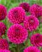 Pallodaalia Purple Fox 3 kpl