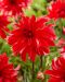 Koristedaalia Red Labyrinth 3 kpl