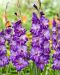 Gladiolus Hallowy 10 kpl