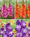 Gladiolus-lajitelma 30 kpl
