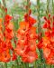 Gladiolus-lajitelma 30 kpl