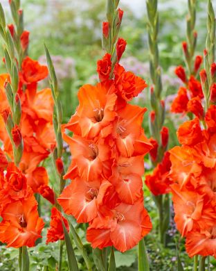 Gladiolus Stormy 10 kpl