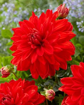 Koristedaalia Red Neo 3 kpl