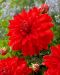 Koristedaalia Red Neo 3 kpl