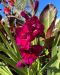 Gladiolus Plumtart 10 kpl
