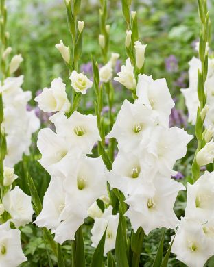 Gladiolus Piet Mohlen 10 kpl