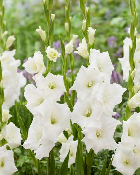 Gladiolus Piet Mohlen 10 kpl