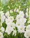 Gladiolus Piet Mohlen 10 kpl