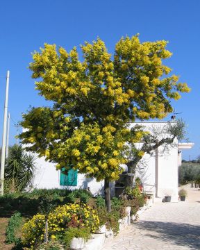 Hopea-akaasia