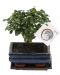 Bonsai Carmona