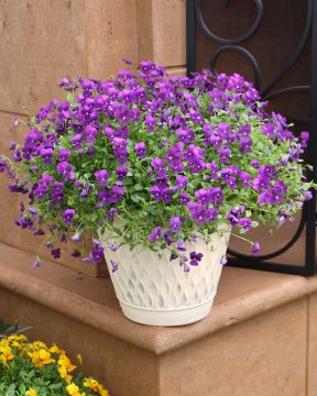 Amppeliorvokki violetti
