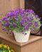 Amppeliorvokki violetti