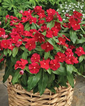 Punatalvio Bright Red 3 kpl