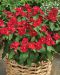 Punatalvio Bright Red 3 kpl