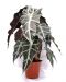 Hopea-alokasia