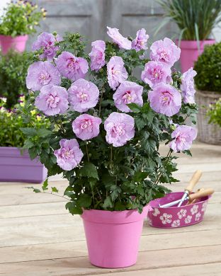Sinihibiskus Lavender Chiffon