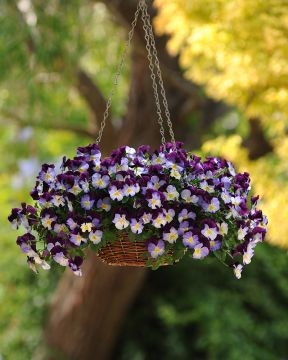 Orvokkiamppeli Violet Wing 