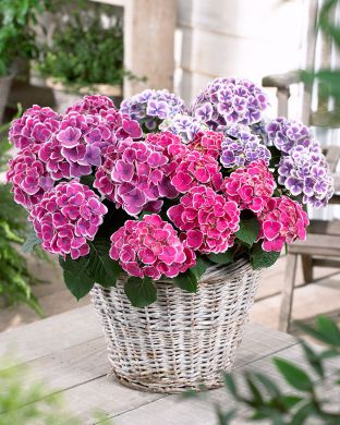 Jalohortensia mix 3 kpl