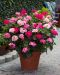 Pelargoni mix 3 kpl