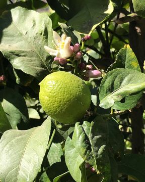 Limetti