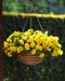 Amppeliorvokki Golden Yellow
