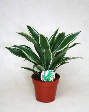 Tuoksutraakkipuu White Jewel