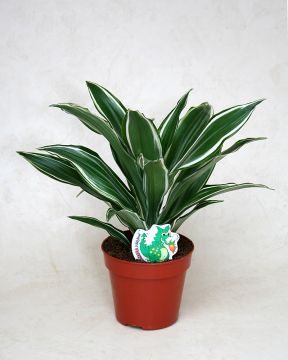Tuoksutraakkipuu White Jewel