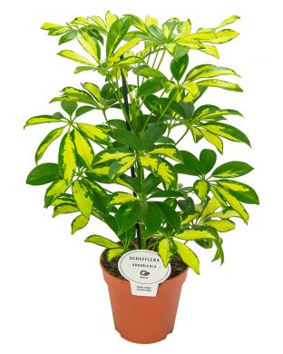 Siroliuska-aralia