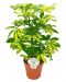 Siroliuska-aralia