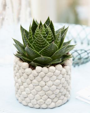 Suka-aaloe