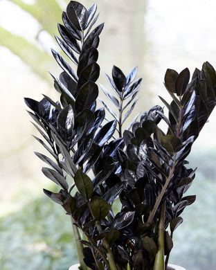 Palmuvehka Raven